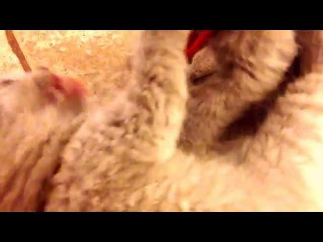 Британские котята. Игры