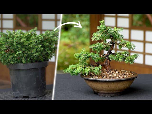 Creating a Spruce Bonsai tree