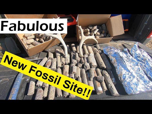 Amazing New Fossil Site Found!