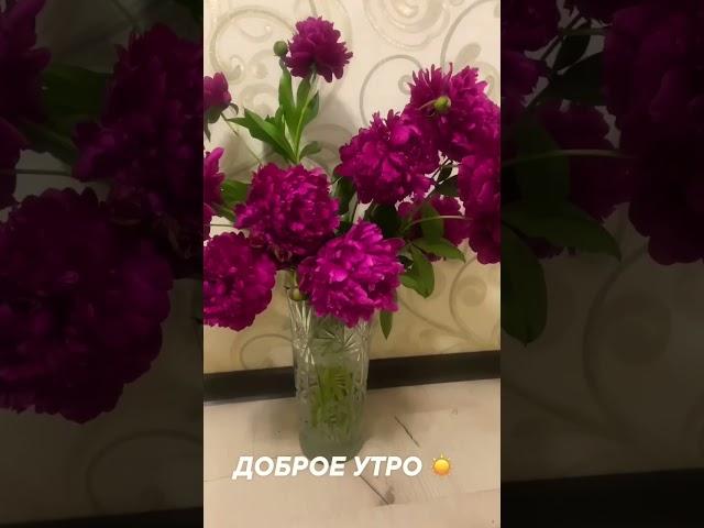 ПИОНЫ…УТРО…ЛЕТО…КРАСОТА…#жизнь #красота #цветы#обзор #здоровье #психология