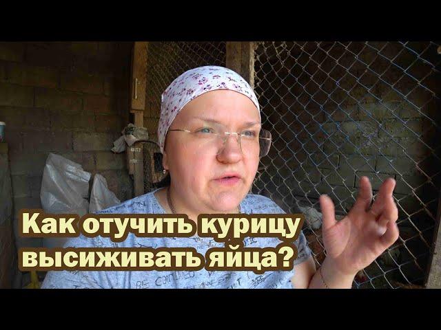 Как отучить курицу высиживать яйца?