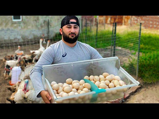 Cheese Fried eggs with sausage of 5 types of Eggs, recipe from the chef!