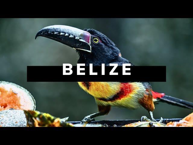 BELIZE TRAVEL DOCUMENTARY | Realm of the Howler Monkey 