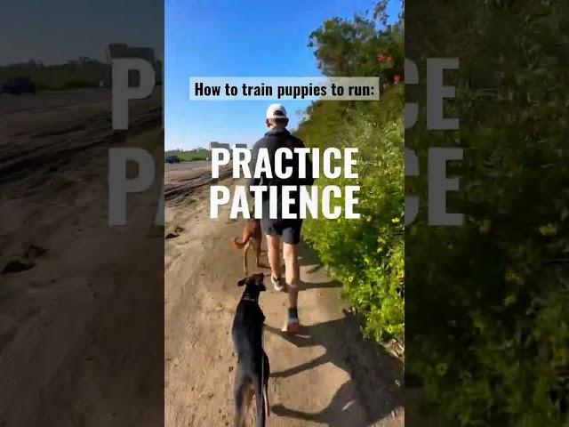 4 Tips on Training Puppies to Run #puppies #dogs #running #patience #training #shorts #practice