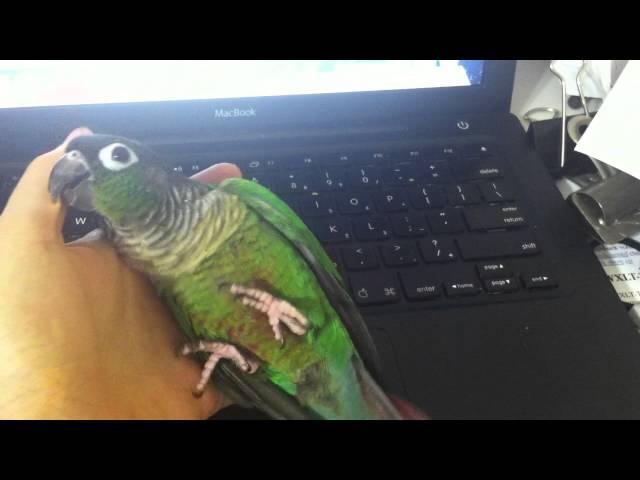 silly green cheek conure playing, crawling in hand for attention