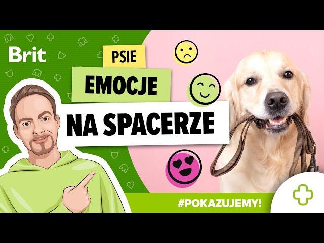 POKAZUJEMY: Psie emocje na spacerze - praca w terenie z Michałem Dąbrowskim - Brit Polska