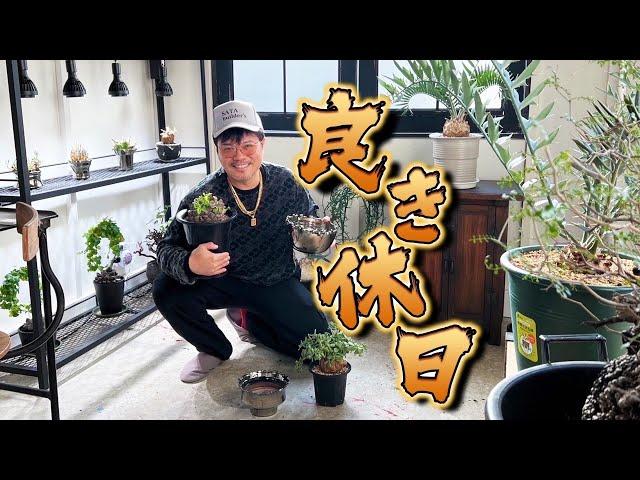 【冬型植替】好きな植物、好きな鉢に。