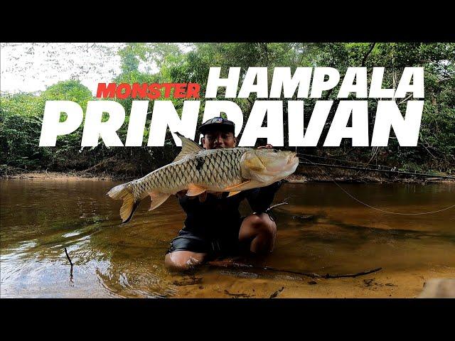 Edan ! umpan top water dihajar hampala besar // casting hampala air hitam kalimantan