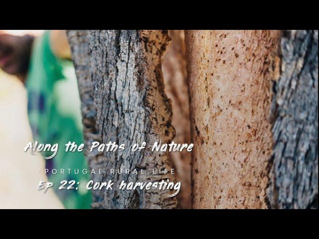 #22: CORK HARVESTING (An inherently sustainable resource at the homestead, Portugal Rural Life)