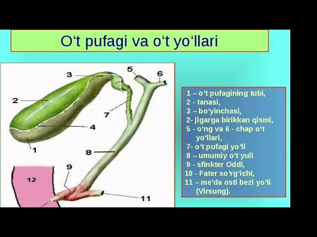 O‘t pufagi anatomiyasi #anatomiya #tibbiyot #hazm #medoptimal #o‘tpufak #ischanov #tiktok #stent