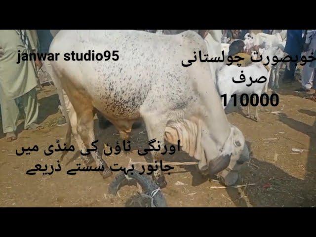 orangi town mandi latest update | cholistani cow bacha | Qurbani 2024| چولستانی سستی گائے