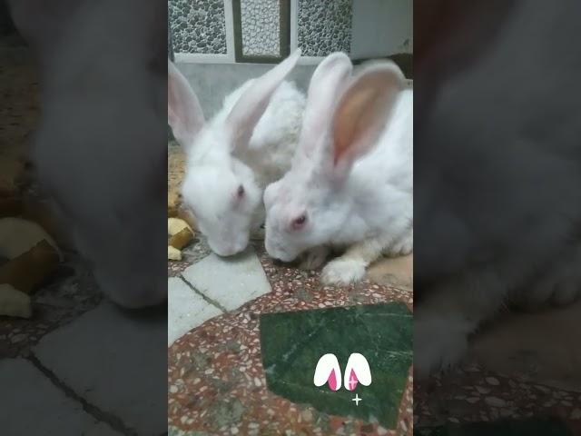 Khargosh with his khargoshni|| ||  #rabbit #rabbits #youtubeshorts #youtube #shorts