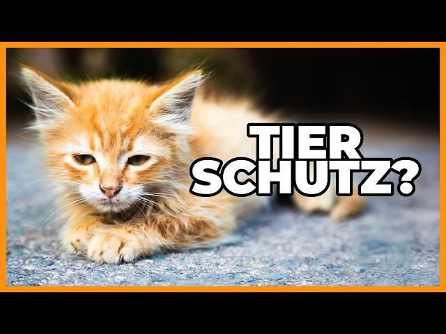 Katzenschutz: Sei mal wie Hamburg plz