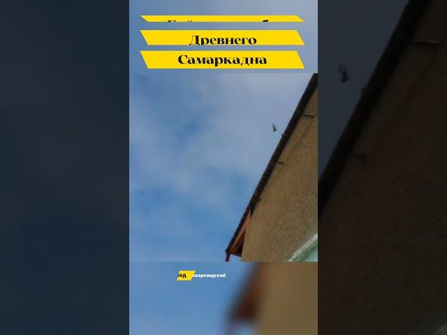 САМАРКАНДСКИЙ БОЗИНГАР  "ИГРОВЫЕ ГОЛУБИ" ГОЛУБИ МАСТЬ "КУЙИ" ДРЕВНЕГО САМАРКАНДА. БОЙНЫЕ ГОЛУБИ .