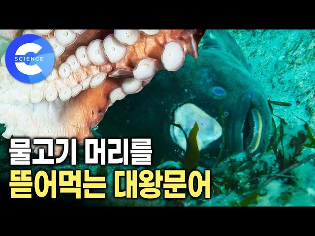 굶으면서 알을 지키는 물고기의 눈물겨운 부성애 | 겨울 바닷 속 치열한 생태계 | 다큐프라임 | EBS 자연다큐