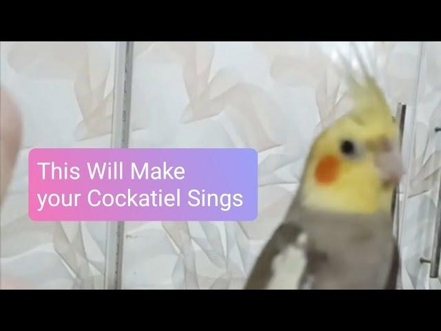 This Will Make Your Cockatiel Sings 