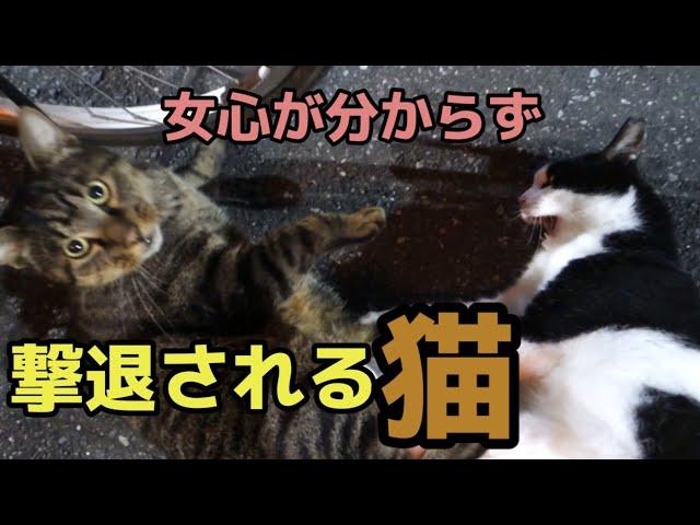 野良猫が襲われ悲鳴をあげる 女って難しいなあ？