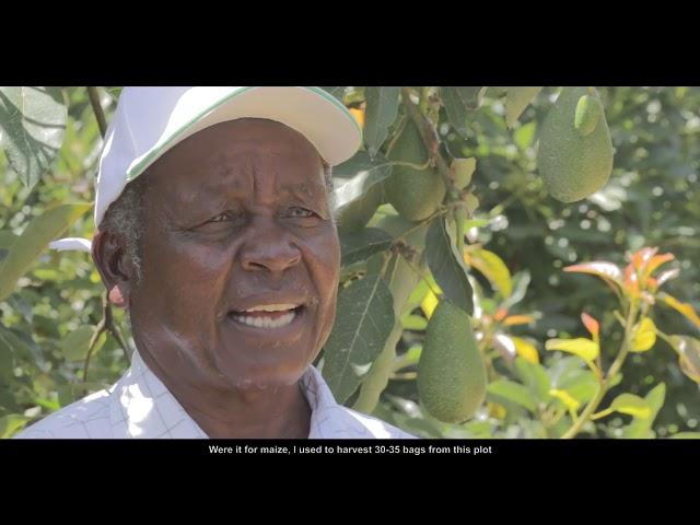 Inside Kakuzi: Murang'a Avocado Farmer Samuel Musembi Shares His Story