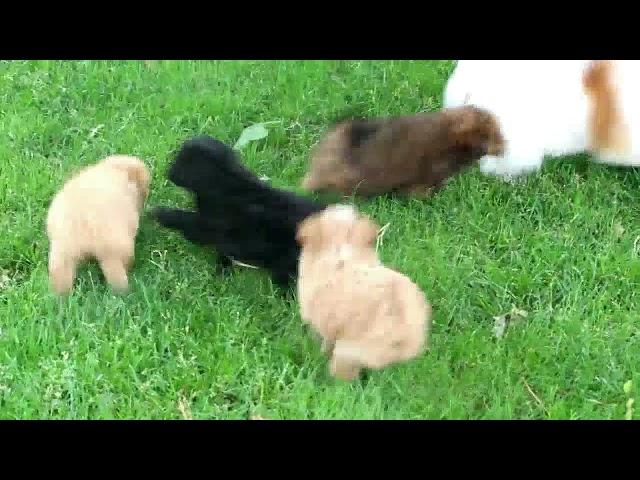 Pomapoo Puppies For Sale Daniel Stoltzfus