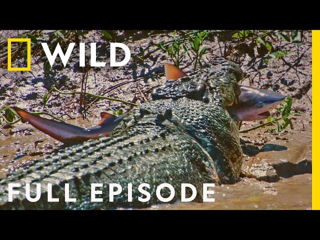 Crocs vs Sharks: World's Deadliest Predators (Full Episode) | The Croc that Ate Jaws