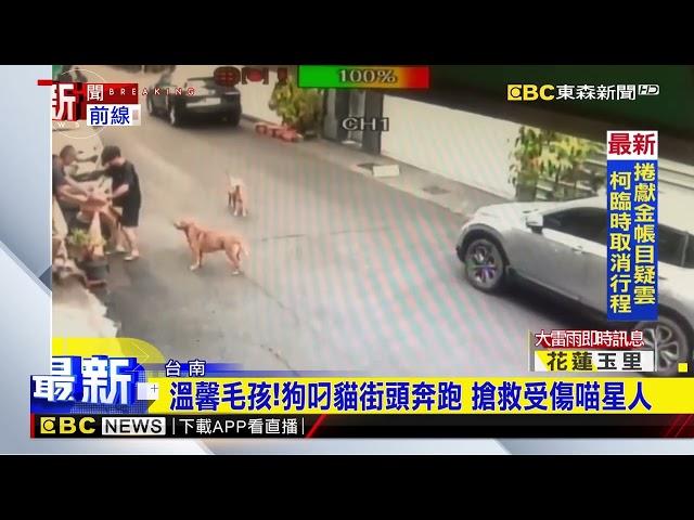 溫馨毛孩！狗叼貓街頭奔跑 搶救受傷喵星人@newsebc