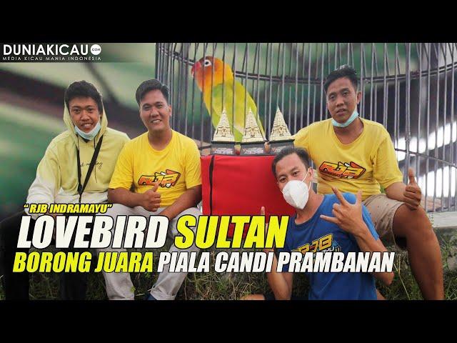 LOVEBIRD SULTAN BORONG JUARA PIALA CANDI PRAMBANAN