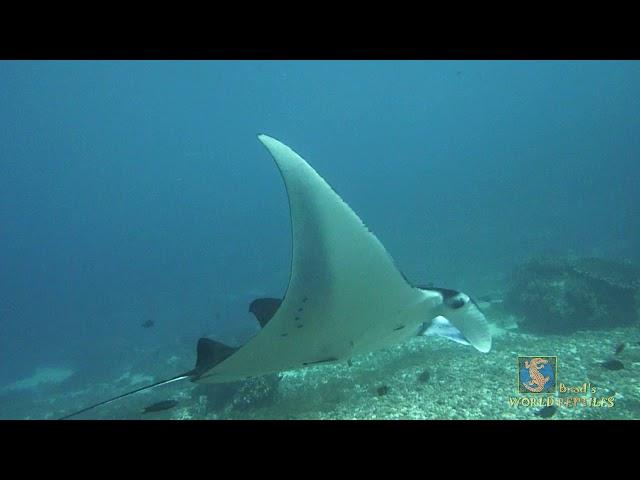 Swimming with Manta Rays