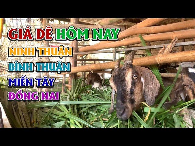 Giá Dê Hôm Nay Tại Ninh Thuận, Bình Thuận, Đồng Nai Và Miền Tây Tăng Gần 100k Trên 1kg