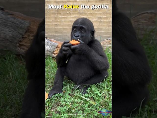 Kaius the Gorilla Living His Best Life 