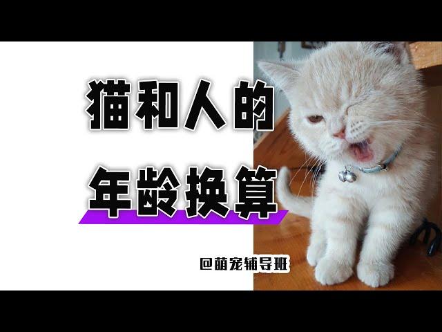 1岁的猫咪相当于人类多少岁呢？你家猫咪多少岁了呢？