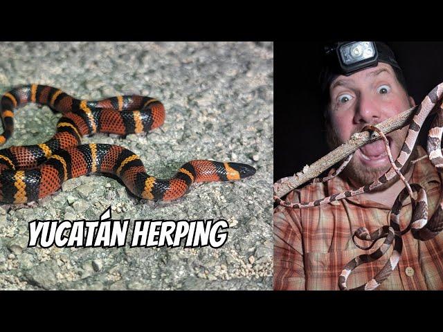 Exploring the Mayan Ruins and Cave for Snakes | Field Herping Yucatán Mexico