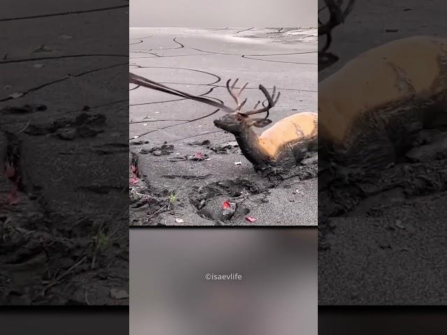 A Man Saved the trapped deer