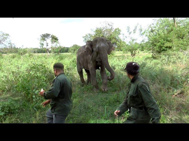 Wildlife officials treated the blind elephant |elephant treatment | Amazing Moments Of  elephants.