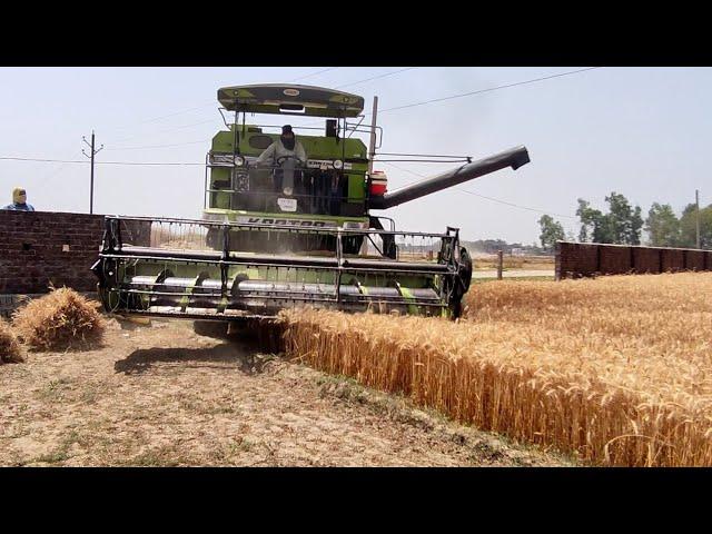 Kartar 4000 harvester combine | harvesting and dropping wheats  in the trolley