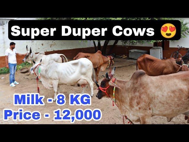  Super Quality Desi Cow available for Buyers ️ in Very Resnable Rate. Mangali, Hisar