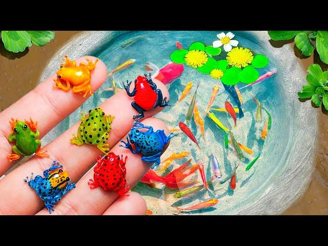 Catch Colorful Ornamental Frogs In Tiny Ponds, Turtles, Clown Fish, Zebra Fish, Poinsettias, Koi