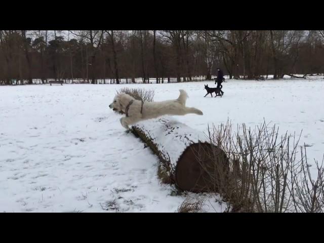 Milou jump e-garden Munich