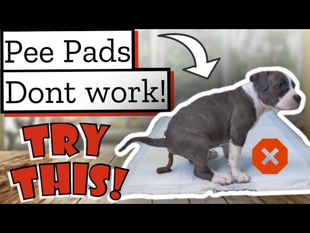 How to HOUSE BREAK a Pit bull Puppy! (Don't Use Pee Pads)