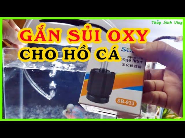 Cách lắp sử dụng máy oxy cho hồ cá cảnh ĐÚNG CÁCH  | Thủy Sinh Vlog