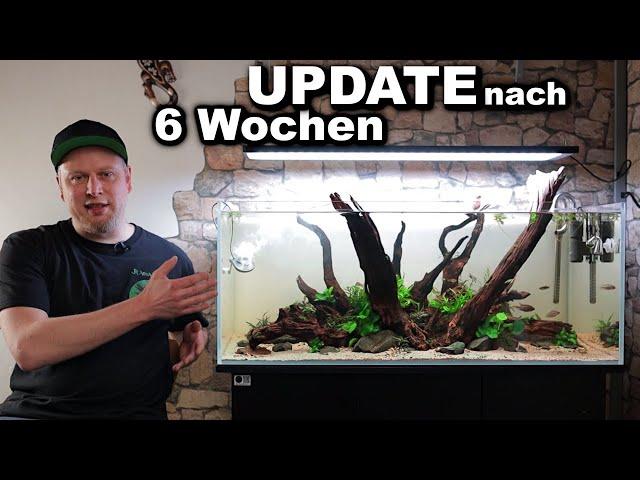 AQUARIUM Update nach 6 Wochen | So läufts im 160 LITER AQUASCAPE | JR Aquascaping