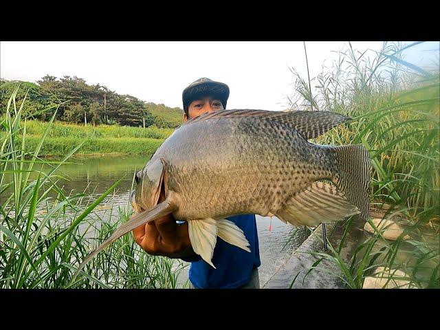 Mancing Ikan Nila Babon Liar Terbanyak