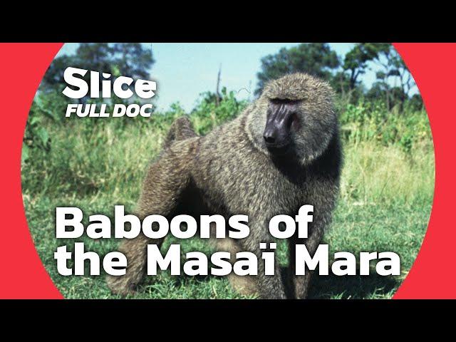 Baboons vs. Nature: A Tale of Survival in the Masaï Mara | FULL DOCUMENTARY