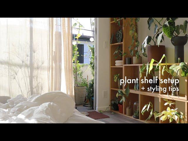 New Plant Shelves | clean setup, plant styling tips