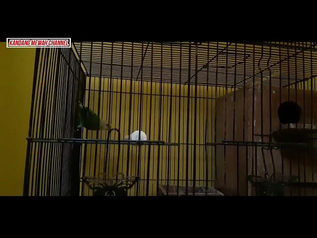 Penampakan Beberapa Jenis Lovebird Nyasa...Si Kecil Mungil Dengan Harga Yang Stabil