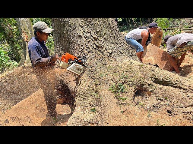 Cutting down Giant tree with the strongest chainsaw ‼️