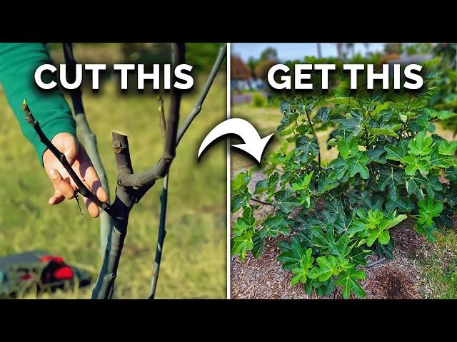 How to Prune Fig Trees for BIG Harvests