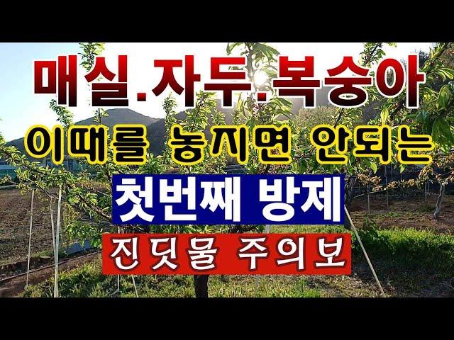 [텃밭농부.994]  매실. 자두. 복숭아 새순에 진딧물 주의보. 첫번째 방제하기