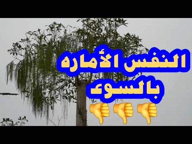 النفس الأماره بالسوء  
