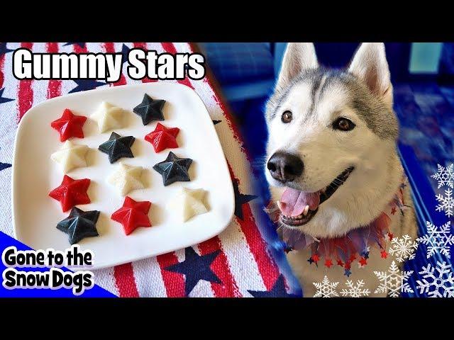 4th of July Gummy Dog Treats Fruit Stars |  DIY Dog Treats Recipe 103