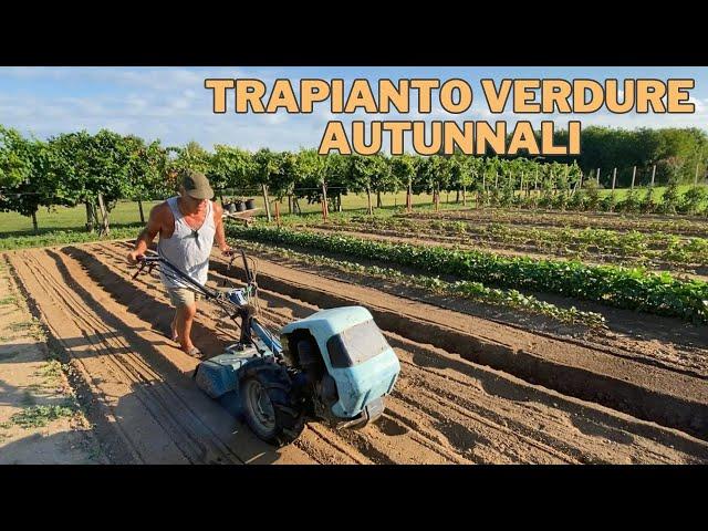 TRAPIANTO i BROCCOLI, le VERZE e i CAVOLFIORI!